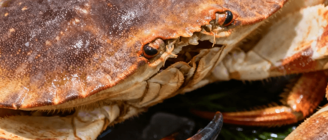 Crustacés & Coquillages/ kg