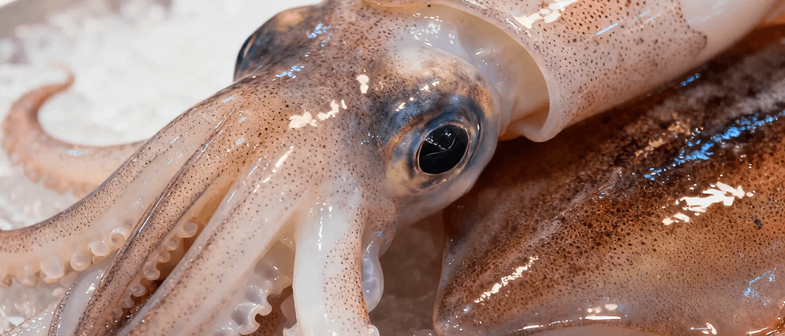 Spécialités Mer & Produits Frais/ kg